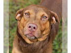 Chocolate Labrador retriever Mix DOG FOR ADOPTION RGADN-1368969 - Jace -