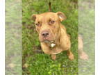 American Pit Bull Terrier DOG FOR ADOPTION RGADN-1368999 - Ginger Snap -