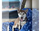 Huskies Mix DOG FOR ADOPTION RGADN-1369037 - Cheese Cake - Husky / Mixed Dog For