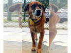 Boxer-Retriever Mix DOG FOR ADOPTION RGADN-1369043 - Jonas - Boxer / Retriever /