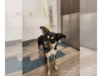 Shepradors DOG FOR ADOPTION RGADN-1369062 - PICKLES - Labrador Retriever /