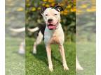 Boxer Mix DOG FOR ADOPTION RGADN-1369068 - PTH Bubbles - Boxer / Mixed (short