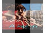 Border Collie-German Shorthaired Pointer Mix DOG FOR ADOPTION RGADN-1369078 -