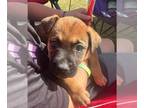 Bullboxer Pit DOG FOR ADOPTION RGADN-1369114 - Lori - Boxer / Pit Bull Terrier /