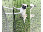 Pug DOG FOR ADOPTION RGADN-1369119 - *Sasha - Pug Dog For Adoption
