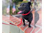 Jack Russell Terrier Mix DOG FOR ADOPTION RGADN-1369131 - Toto - Jack Russell