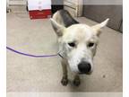 Siberian Husky Mix DOG FOR ADOPTION RGADN-1369152 - Dog - Siberian Husky / Mixed