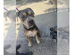 American Pit Bull Terrier DOG FOR ADOPTION RGADN-1369174 - POPS - American Pit