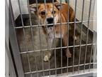 Chow Chow-Golden Retriever Mix DOG FOR ADOPTION RGADN-1369183 - BENNY - Golden