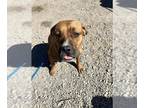 Boxador DOG FOR ADOPTION RGADN-1369217 - POLLY - Boxer / Labrador Retriever /