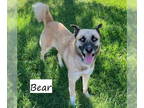 Anatolian Shepherd-Siberian Husky Mix DOG FOR ADOPTION RGADN-1369235 - Bear
