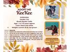 Border Collie DOG FOR ADOPTION RGADN-1369362 - KeeKee - Border Collie (long