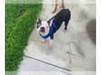 Boston Terrier DOG FOR ADOPTION RGADN-1369395 - Mars - Boston Terrier Dog For