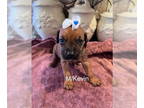 Boxer DOG FOR ADOPTION RGADN-1369402 - Kevin - Becca Puppy - Boxer Dog For
