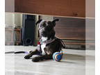 Boston Terrier Mix DOG FOR ADOPTION RGADN-1369403 - Sarge - Boston Terrier /