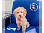 Golden Retriever DOG FOR ADOPTION RGADN-1369407 - Remy - Golden Retriever Dog