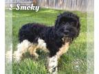 Cockapoo DOG FOR ADOPTION RGADN-1369409 - Smoky - Cockapoo Dog For Adoption