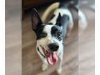 Rat Terrier Mix DOG FOR ADOPTION RGADN-1369423 - Ace - Rat Terrier / Mixed