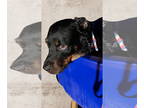 Rottweiler DOG FOR ADOPTION RGADN-1369430 - Reggie - Rottweiler Dog For Adoption