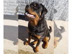 Rottweiler DOG FOR ADOPTION RGADN-1369431 - Baby Girl - Rottweiler Dog For