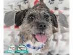 Dachshund Mix DOG FOR ADOPTION RGADN-1369432 - Holden - Dachshund / Mixed Dog