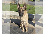 German Shepherd Dog DOG FOR ADOPTION RGADN-1369441 - Atticus - German Shepherd
