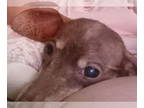 Dachshund DOG FOR ADOPTION RGADN-1369450 - Rosa Doxie TX - Dachshund (short
