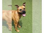 Boxer Mix DOG FOR ADOPTION RGADN-1369456 - Stella - Boxer / Mixed (short coat)