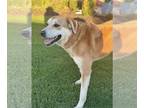 Labrador Retriever Mix DOG FOR ADOPTION RGADN-1369460 - Sally - Labrador