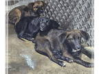 Australian Shepherd Mix DOG FOR ADOPTION RGADN-1369471 - Cher - Australian