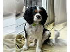Cavalier King Charles Spaniel DOG FOR ADOPTION RGADN-1369472 - Braxton -