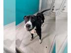 American Pit Bull Terrier DOG FOR ADOPTION RGADN-1369482 - SPRUCE - Pit Bull