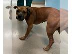 Boxer Mix DOG FOR ADOPTION RGADN-1369483 - HARLEN - Boxer / Mixed (medium coat)