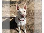 Siberian Husky Mix DOG FOR ADOPTION RGADN-1369487 - KOBE - Siberian Husky /