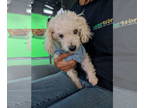 Poodle (Miniature) DOG FOR ADOPTION RGADN-1369490 - Gracie - Poodle (Miniature)