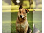 German Shepherd Dog Mix DOG FOR ADOPTION RGADN-1369509 - Gol - German Shepherd
