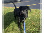 Labrador Retriever Mix DOG FOR ADOPTION RGADN-1369510 - Levi - Australian Cattle