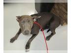 American Pit Bull Terrier DOG FOR ADOPTION RGADN-1369601 - ROXY - Pit Bull