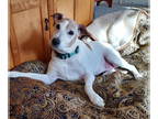 Jack Russell Terrier Mix DOG FOR ADOPTION RGADN-1369607 - Betty Lou - Jack