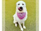 Great Pyrenees DOG FOR ADOPTION RGADN-1369610 - RUBY - Great Pyrenees (medium