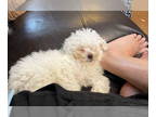 Shih Tzu DOG FOR ADOPTION RGADN-1369667 - Gianna - Shih Tzu / Poodle (Toy) (long