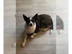 Mix DOG FOR ADOPTION RGADN-1369726 - CHLOE - Toy Fox Terrier (medium coat) Dog