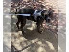 American Pit Bull Terrier DOG FOR ADOPTION RGADN-1369736 - PAISLEY - Pit Bull