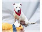 Dogo Argentino Mix DOG FOR ADOPTION RGADN-1369740 - PONGO - Dogo Argentino /