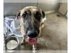 Anatolian Shepherd Mix DOG FOR ADOPTION RGADN-1369793 - FINN - Anatolian
