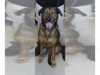 German Shepherd Dog DOG FOR ADOPTION RGADN-1369796 - MARGA - German Shepherd Dog
