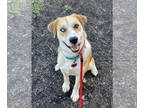 Huskies -Labrador Retriever Mix DOG FOR ADOPTION RGADN-1369809 - Leonard Athens