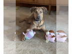 German Shepherd Dog Mix DOG FOR ADOPTION RGADN-1369919 - Billy - German Shepherd