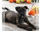 Plott Hound DOG FOR ADOPTION RGADN-1369921 - Reese - Survivor!!