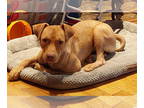 Labrador Retriever DOG FOR ADOPTION RGADN-1369939 - Sandy - Labrador Retriever /